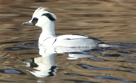 Smew