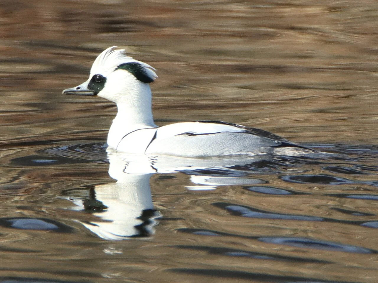 Smew