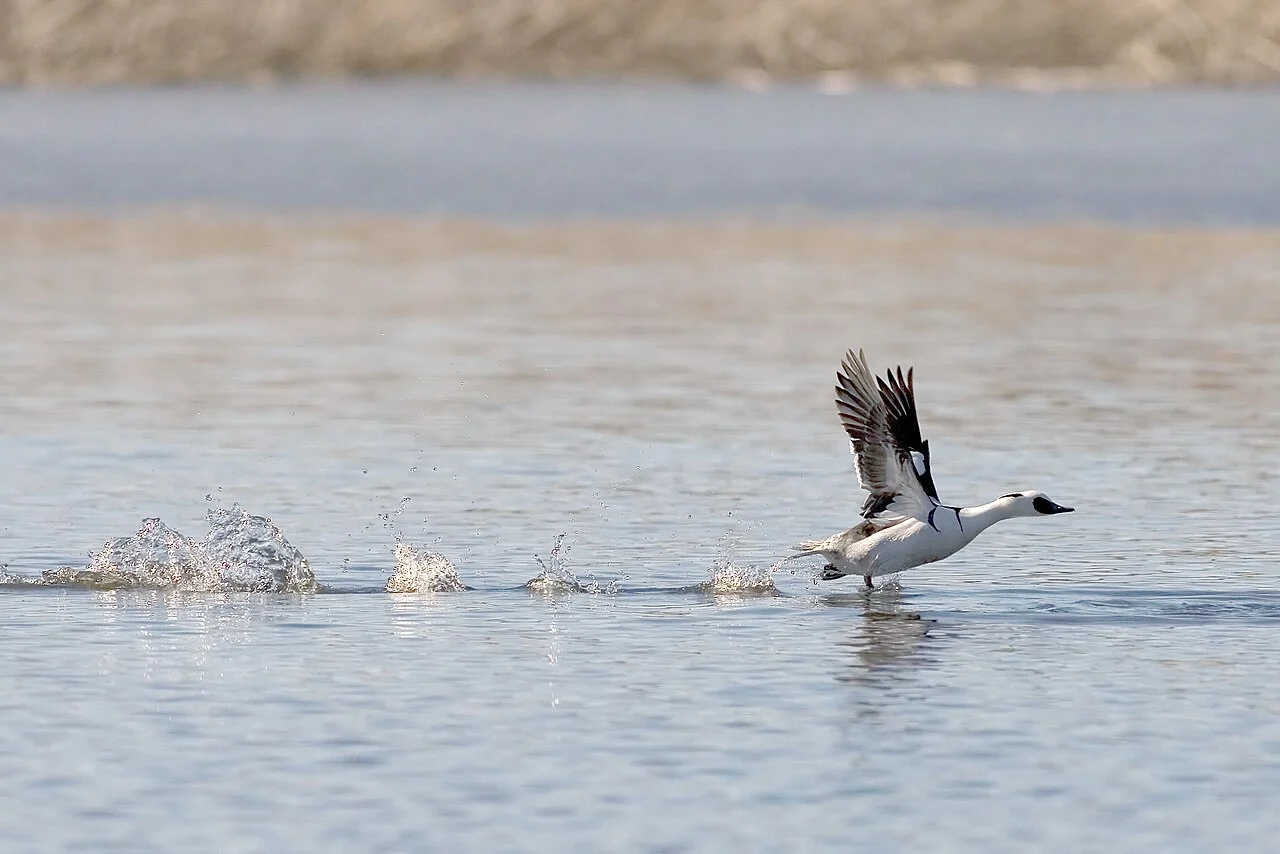 Smew (Mergellus albellus) — photo 6 of 6