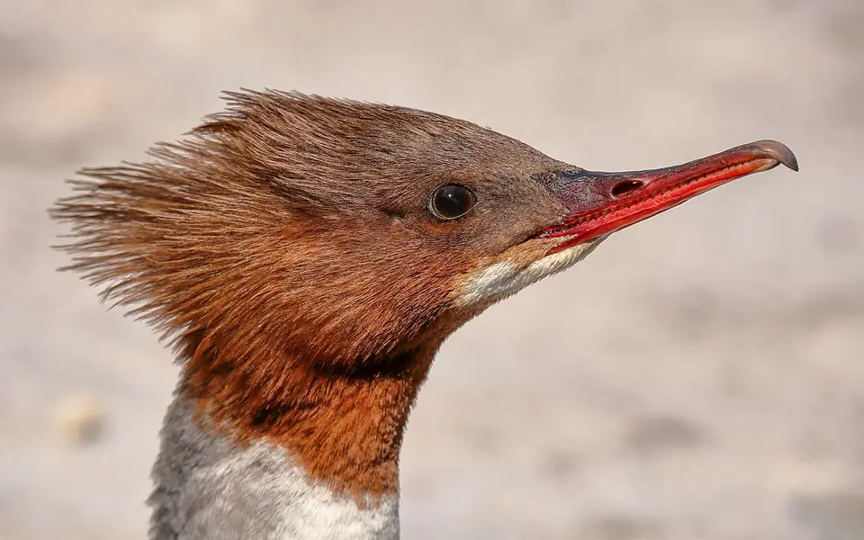 Common Merganser (Mergus merganser) — photo 5 of 5