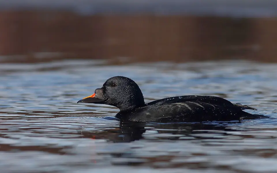 Common Scoter (Melanitta nigra) — photo 3 of 3