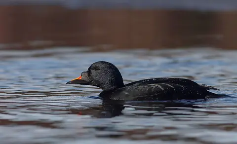 Common Scoter (Melanitta nigra) — photo 3 of 3