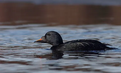 Common Scoter