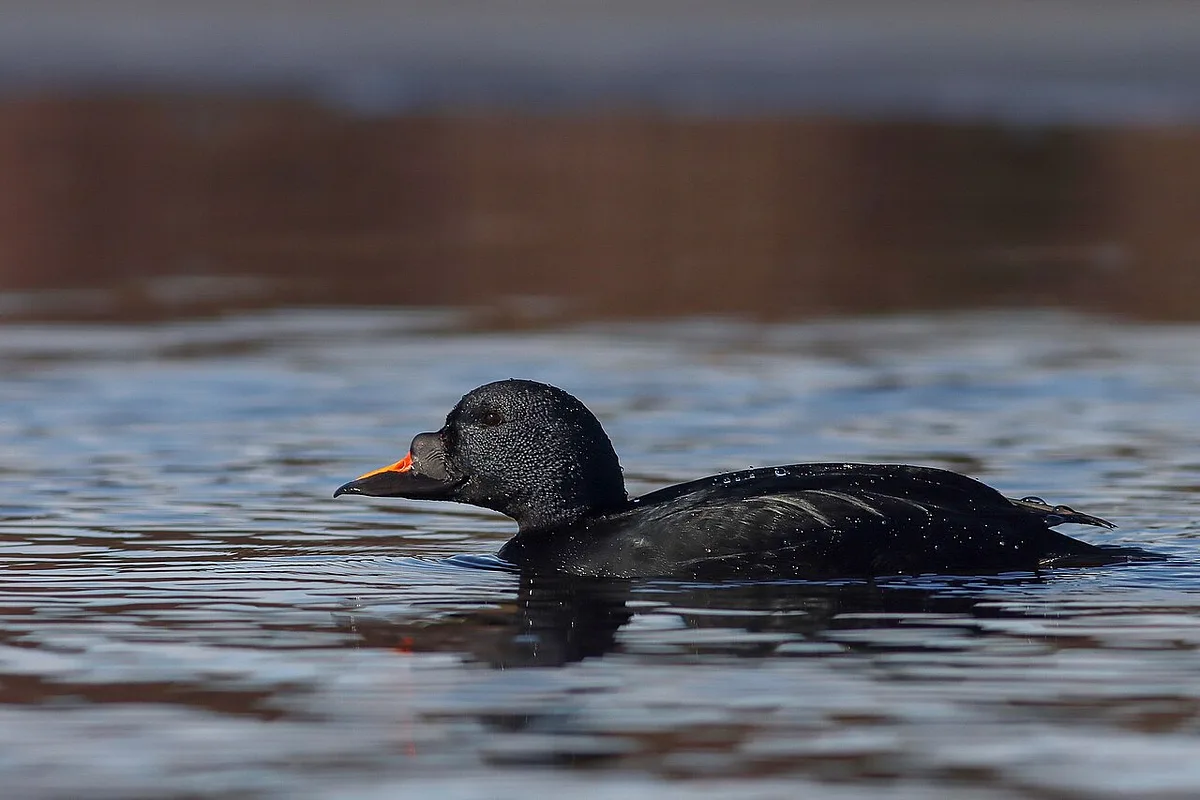 Common Scoter