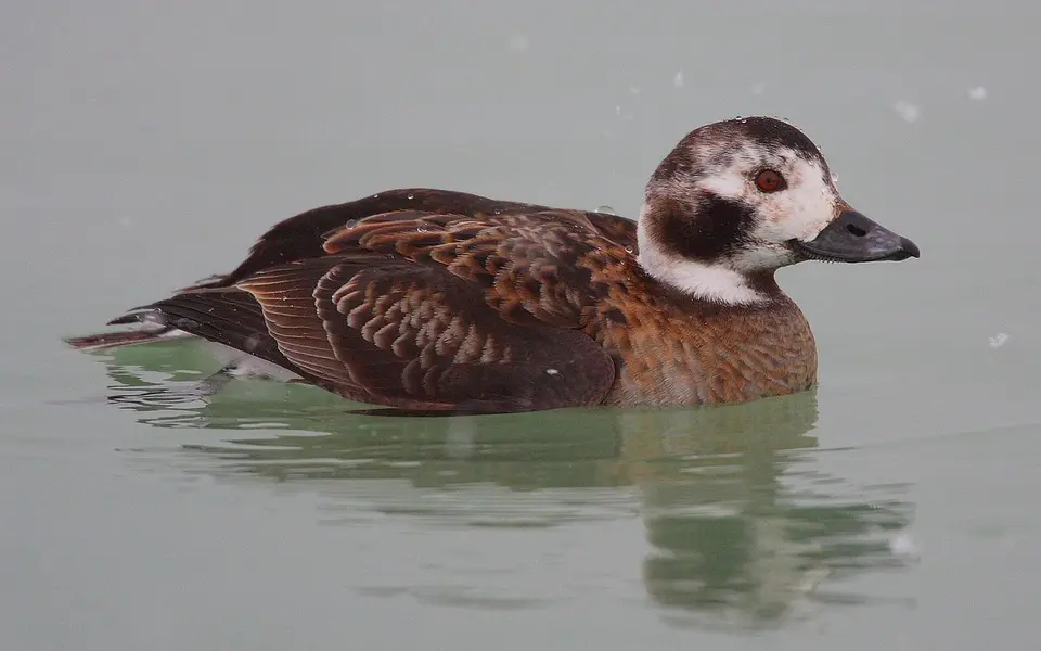 Long-tailed Duck (Clangula hyemalis) — photo 4 of 5
