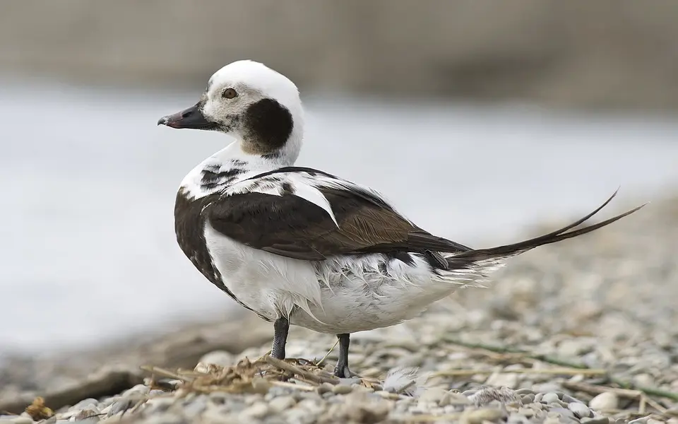 Long-tailed Duck (Clangula hyemalis) — photo 5 of 5