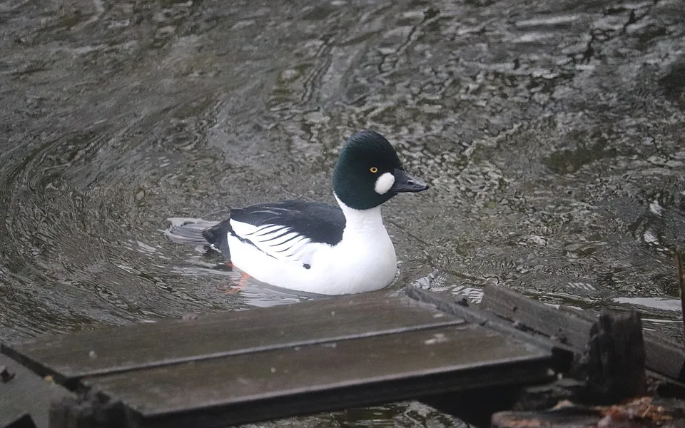 Common Goldeneye (Bucephala clangula) — photo 2 of 3