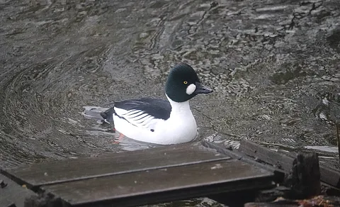Common Goldeneye (Bucephala clangula) — photo 2 of 3