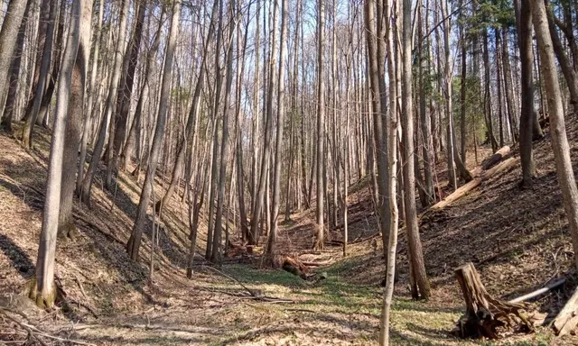 Druzhba Forest Park
