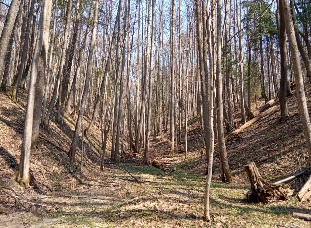 Druzhba Forest Park