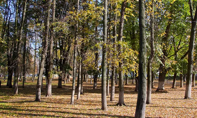 Lipki Park