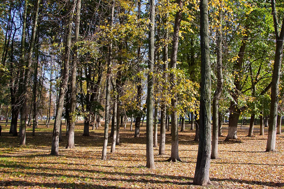 Lipki Park