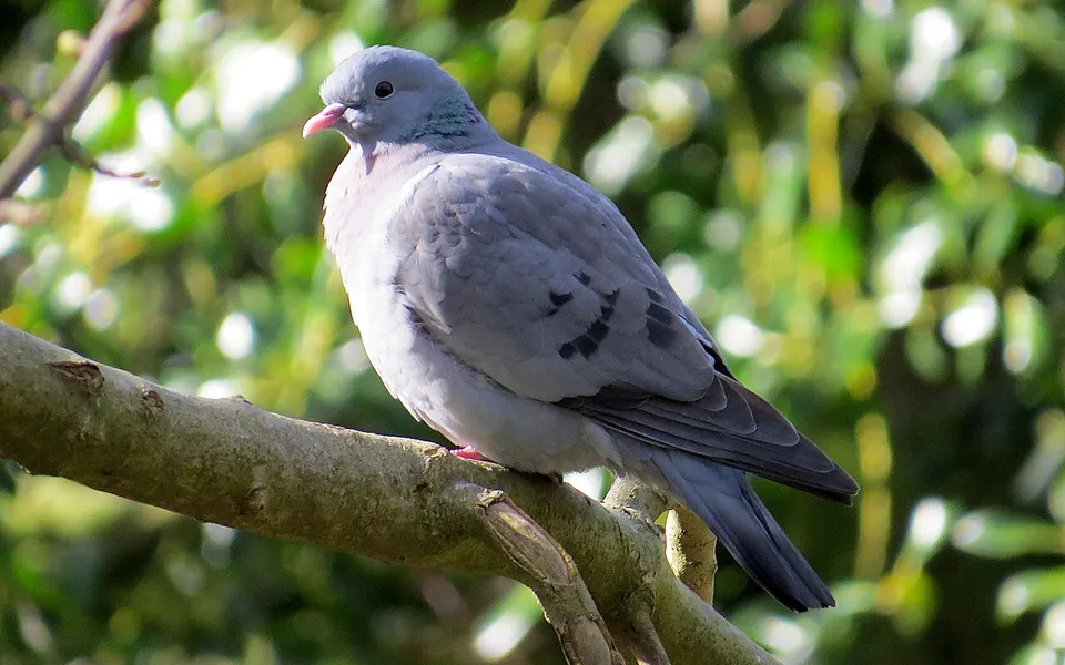 Stock Dove (Columba oenas) — photo 3 of 6