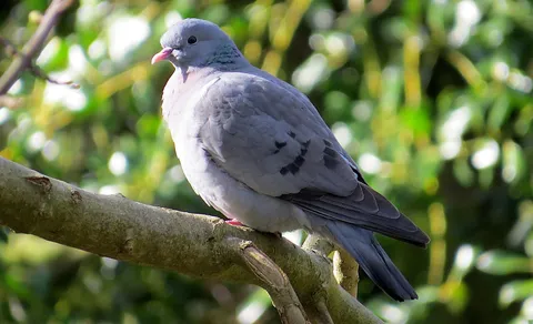Stock Dove (Columba oenas) — photo 3 of 6