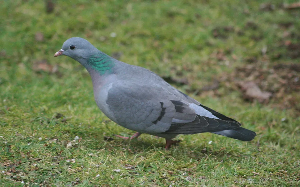 Stock Dove (Columba oenas) — photo 4 of 6