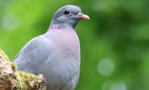 Stock Dove (Columba oenas) — photo 2 of 6