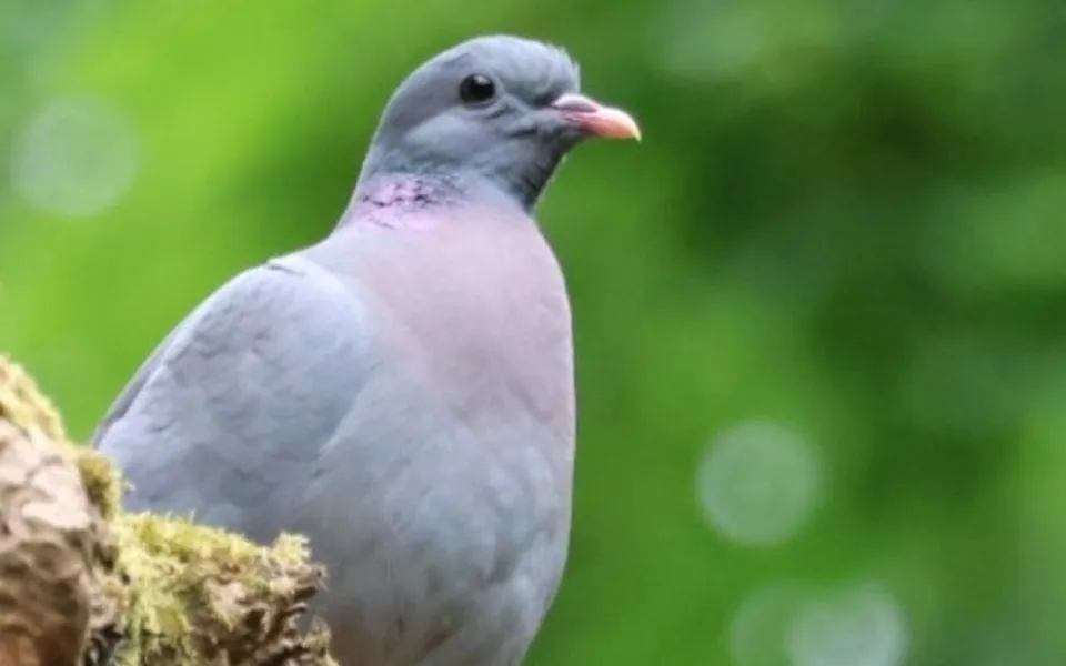 Stock Dove (Columba oenas) — photo 2 of 6