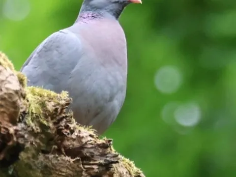 Клинтух