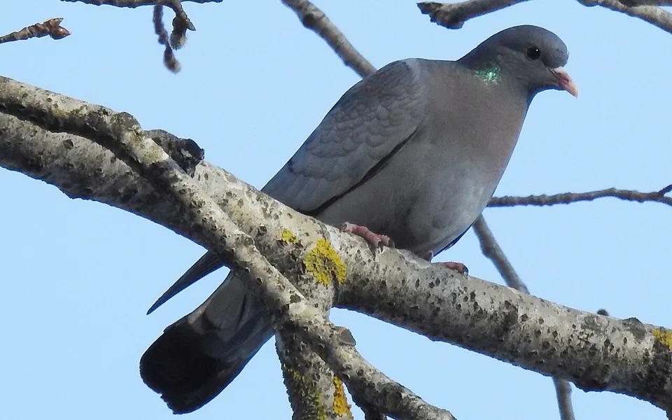 Stock Dove (Columba oenas) — photo 5 of 6