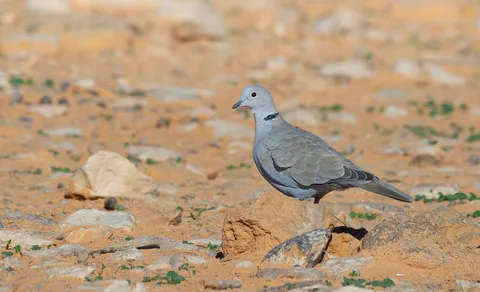 Eurasian Collared-Dove (Streptopelia decaocto) — photo 3 of 5
