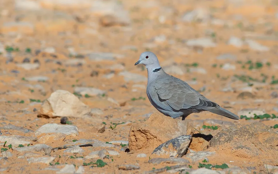 Eurasian Collared-Dove (Streptopelia decaocto) — photo 3 of 5
