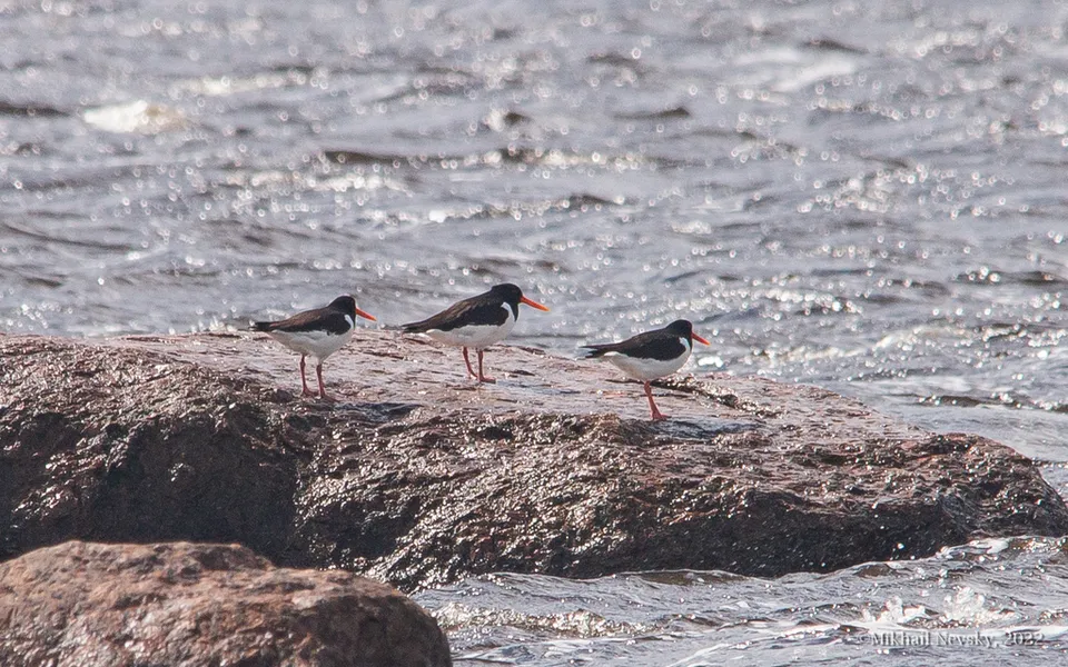 Eurasian Oystercatcher (Haematopus ostralegus) — photo 2 of 3