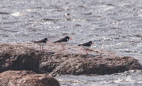 Eurasian Oystercatcher (Haematopus ostralegus) — photo 2 of 3