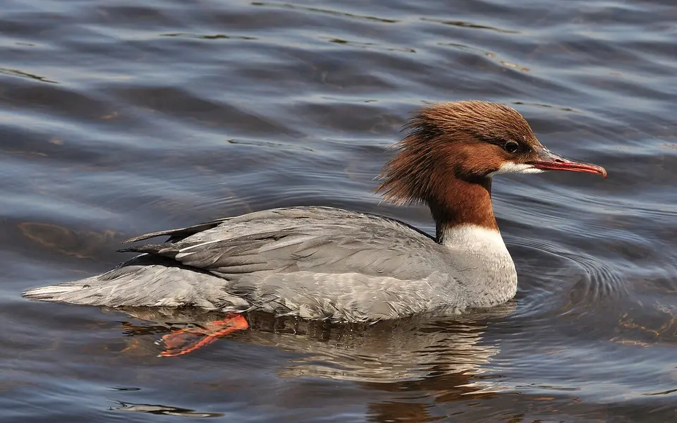 Common Merganser (Mergus merganser) — photo 2 of 5