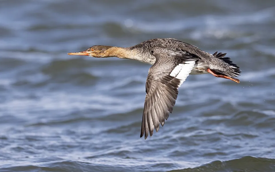 Red-breasted Merganser (Mergus serrator) — photo 4 of 5