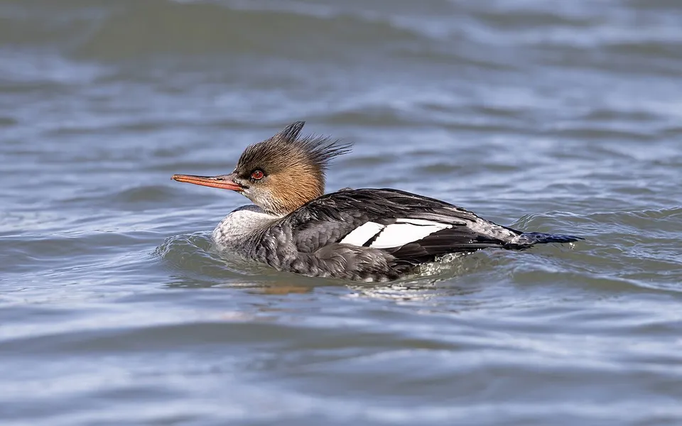 Red-breasted Merganser (Mergus serrator) — photo 5 of 5