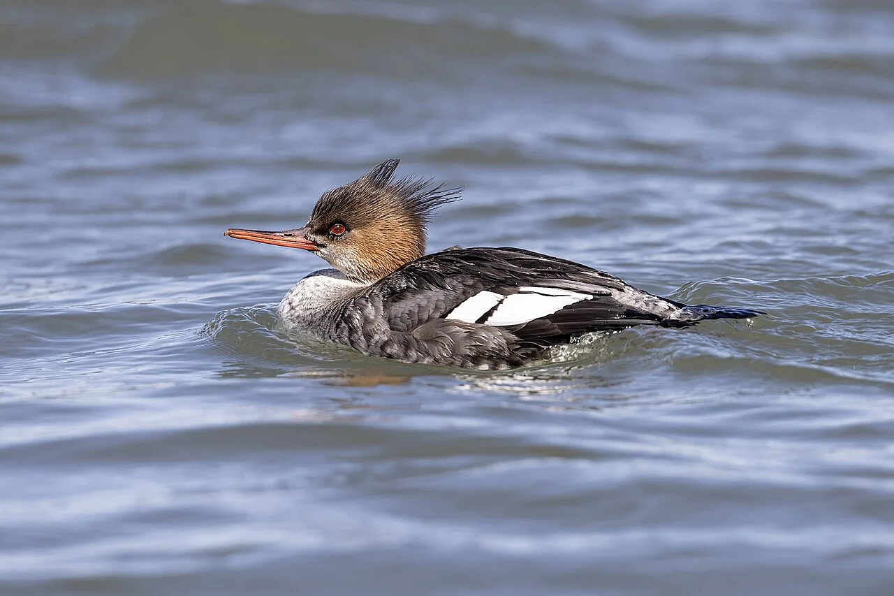 Red-breasted Merganser (Mergus serrator) — photo 5 of 5