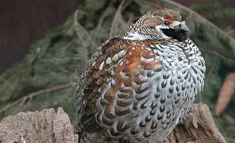 Hazel Grouse