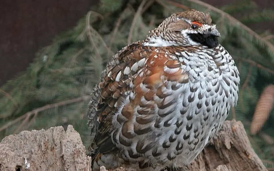 Hazel Grouse (Tetrastes bonasia) — photo 2 of 5