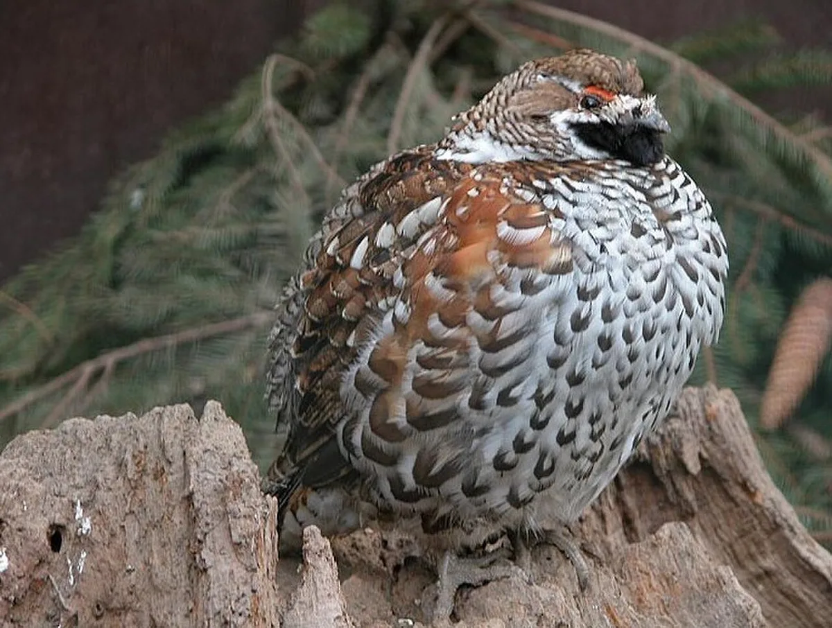 Hazel Grouse
