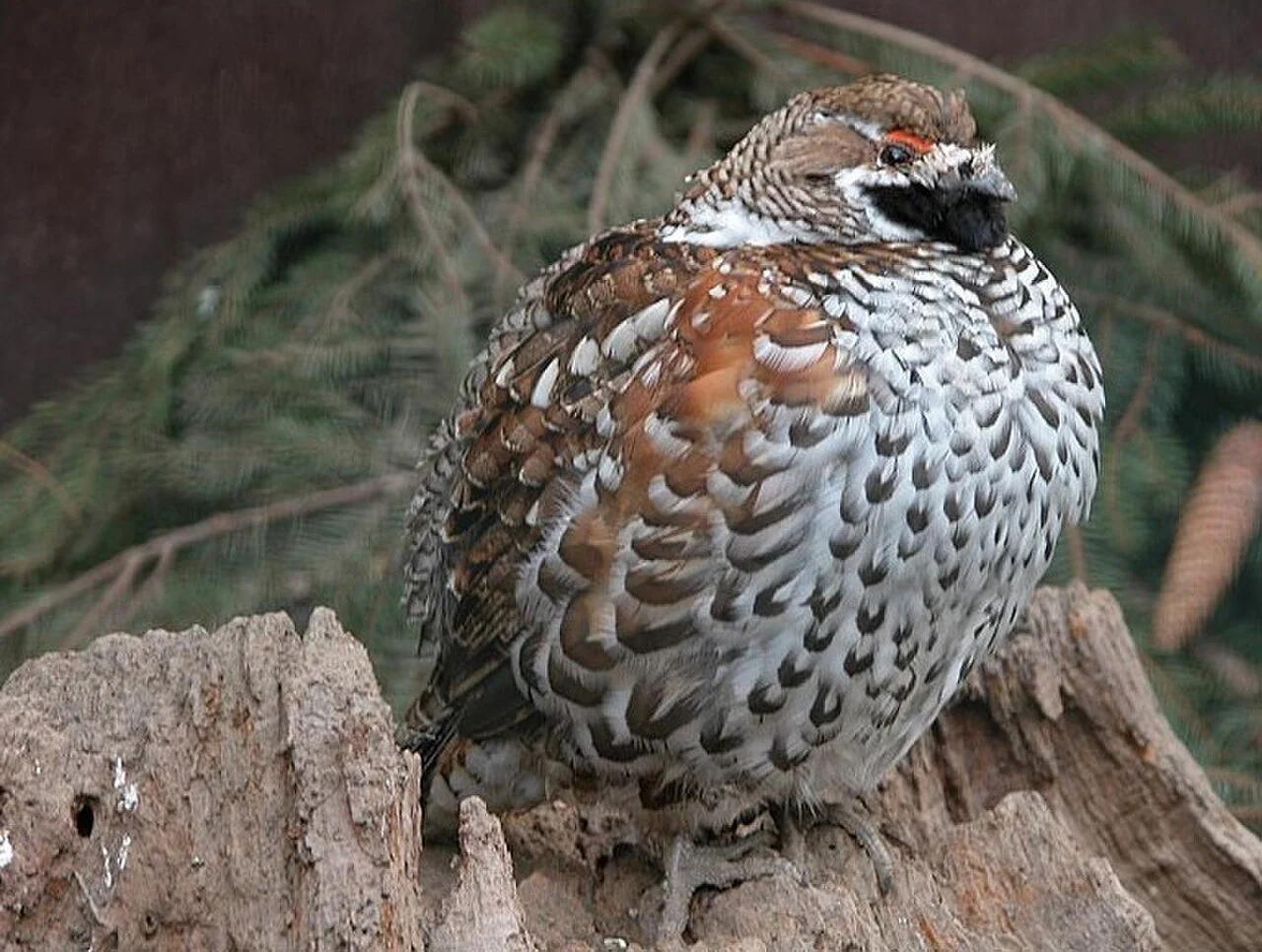 Hazel Grouse (Tetrastes bonasia) — photo 2 of 5