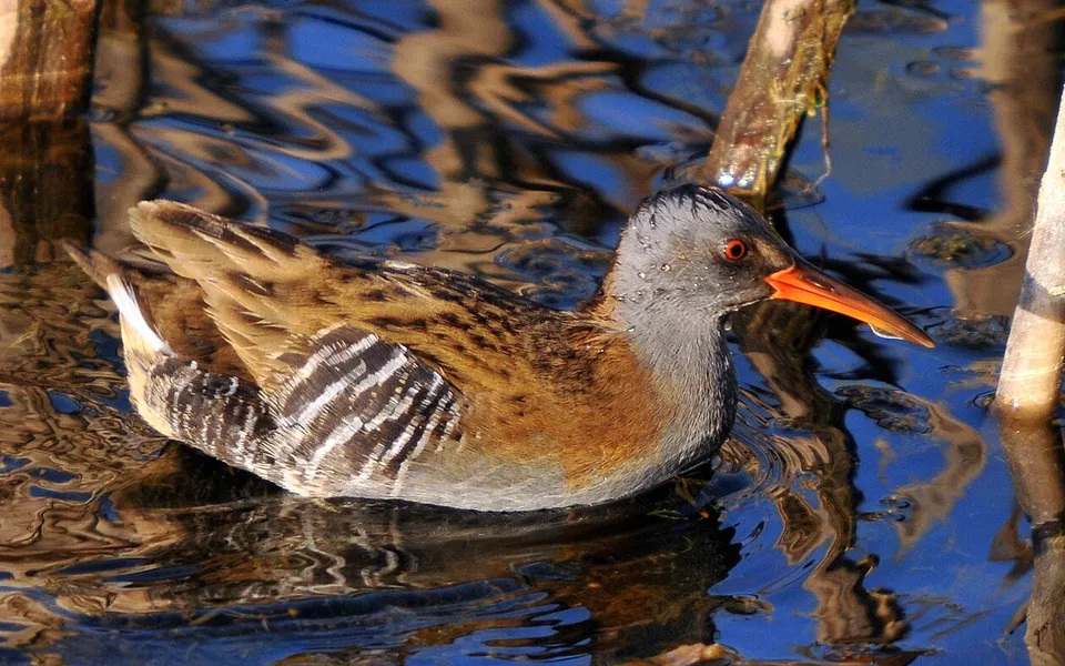 Water Rail (Rallus aquaticus) — photo 6 of 6