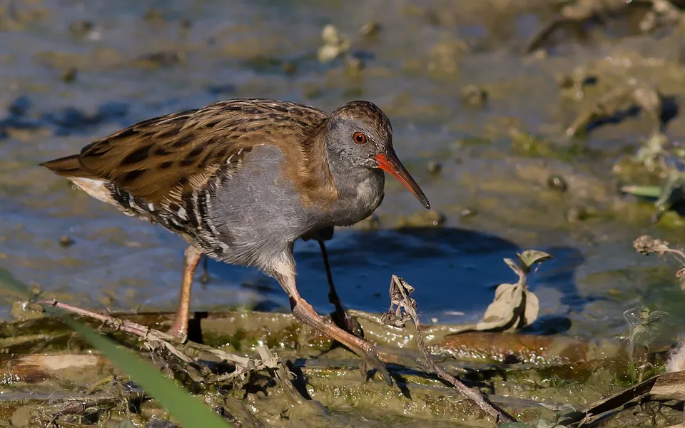 Water Rail (Rallus aquaticus) — photo 3 of 6