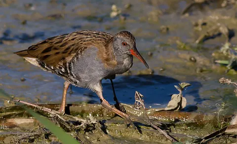 Water Rail (Rallus aquaticus) — photo 3 of 6