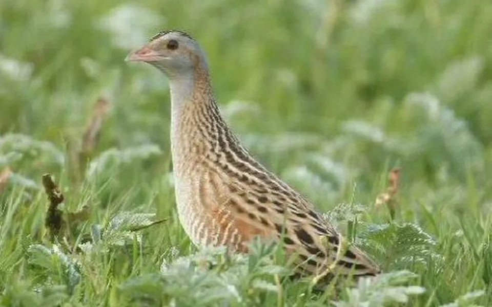 Corn Crake (Crex crex) — photo 2 of 5