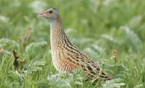 Corn Crake (Crex crex) — photo 2 of 5