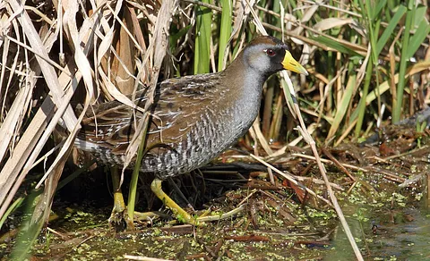 Spotted Crake (Porzana porzana) — photo 3 of 3