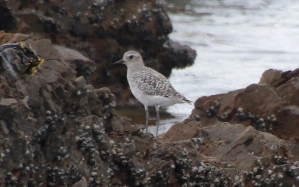 Black-bellied Plover (Pluvialis squatarola) — photo 5 of 5