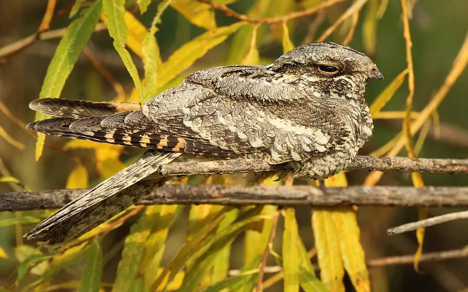 Eurasian Nightjar (Caprimulgus europaeus) — photo 3 of 3