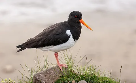 Eurasian Oystercatcher (Haematopus ostralegus) — photo 3 of 3