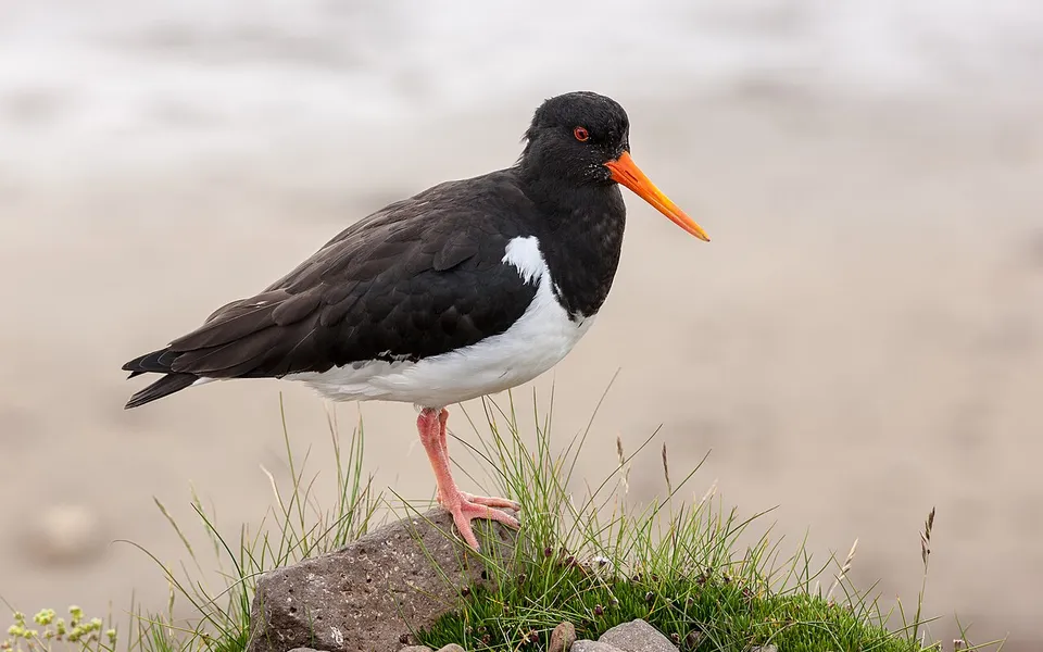 Eurasian Oystercatcher (Haematopus ostralegus) — photo 3 of 3