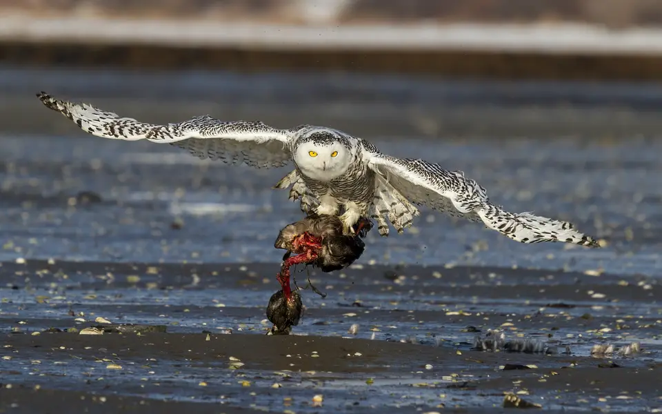 Snowy Owl (Bubo scandiacus) — photo 3 of 4