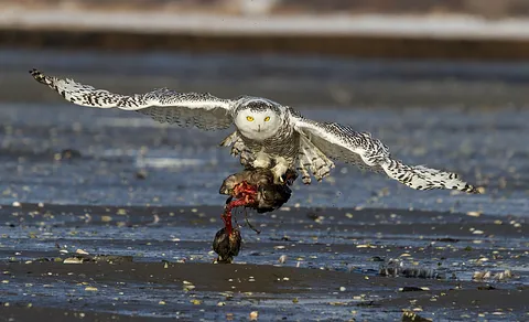 Snowy Owl