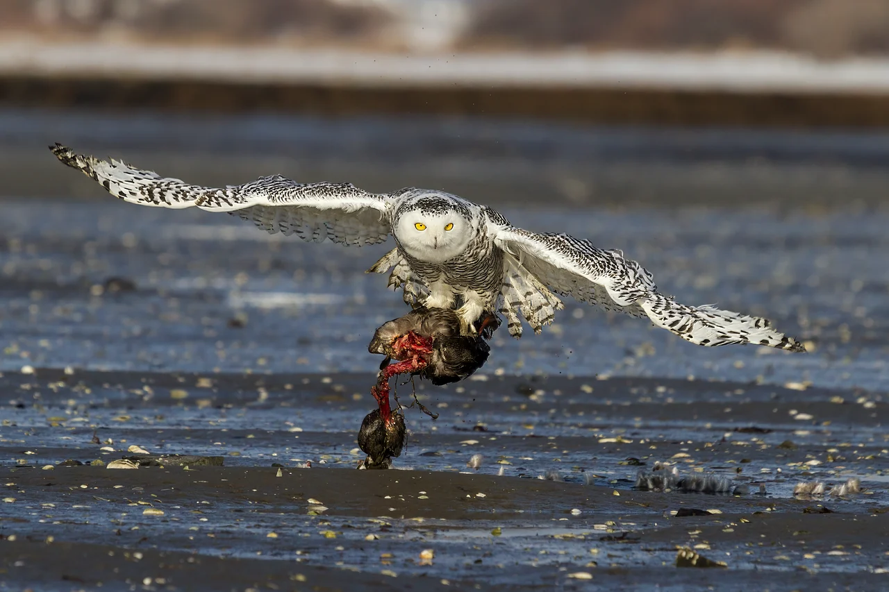 Snowy Owl