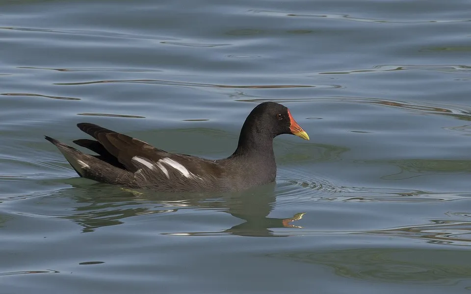 Eurasian Moorhen (Gallinula chloropus) — photo 3 of 6