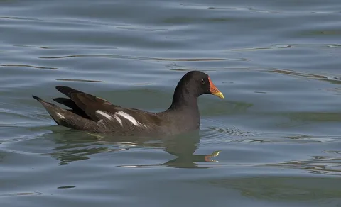 Eurasian Moorhen (Gallinula chloropus) — photo 3 of 6
